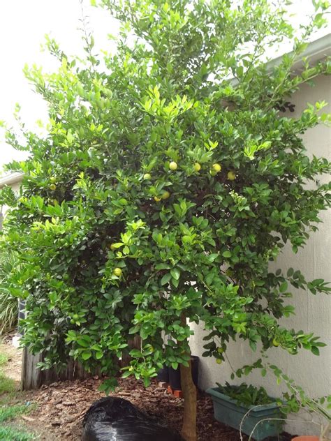 Key Lime Tree - Database Plants