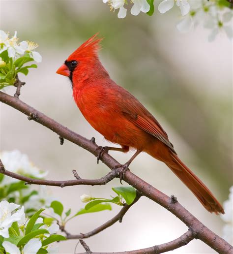 Cardinal - In The Right Place Column Navigateur