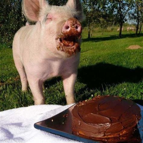 Pig Eating Cake - 1Funny.com