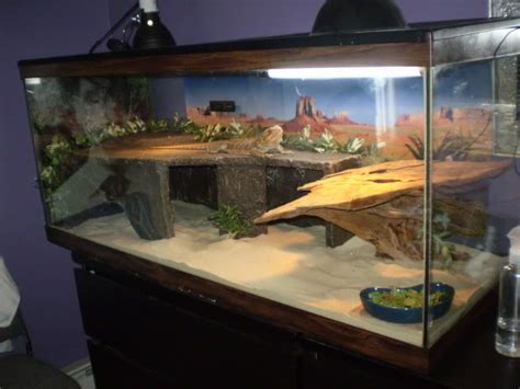 Bearded Dragon Cage Setup Guide - Reptile Care - All Pet Care