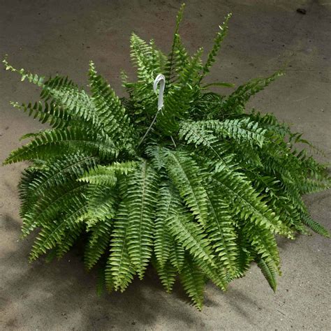 Ferns That Grow In Full Shade / My favourite ferns for containers — Laetitia Maklouf / Ferns ...