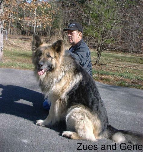 Large German Shepherd Images & Pictures - Becuo