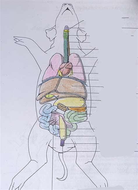 Pig Anatomy Diagram | Quizlet