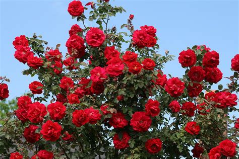 Red Climbing Roses Photograph by Kay Novy - Pixels