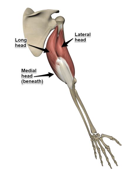 Triceps Brachii Muscle - Yoganatomy