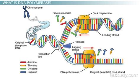 DNA Polymerase | Definition, Structure & Function - Lesson | Study.com