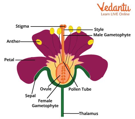 Hibiscus - Important Concepts and Tips for NEET