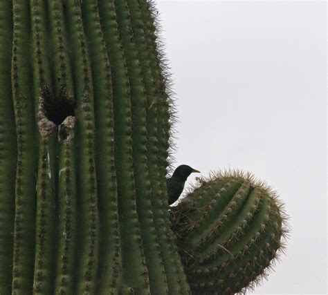 Bird In Saguaro Cactus Free Stock Photo - Public Domain Pictures