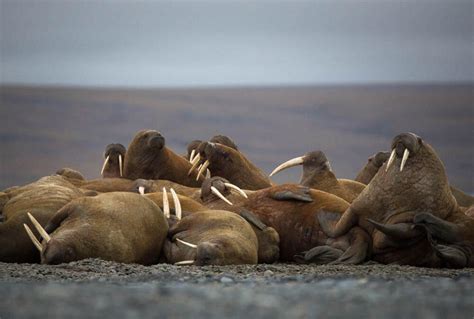 Walrus habitat on the edge | Magazine Articles | WWF