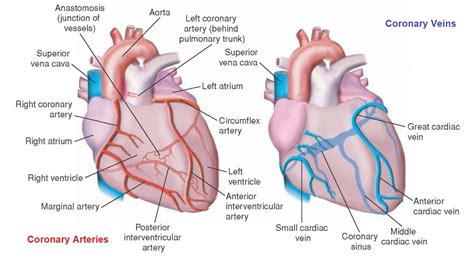 Arteries And Veins Diagram Heart