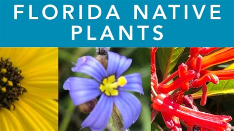 Plants That Are Native To Florida Shop | cdlguaiba.com.br