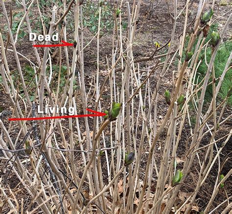 hydrangea pruning buds - Hyannis Country Garden