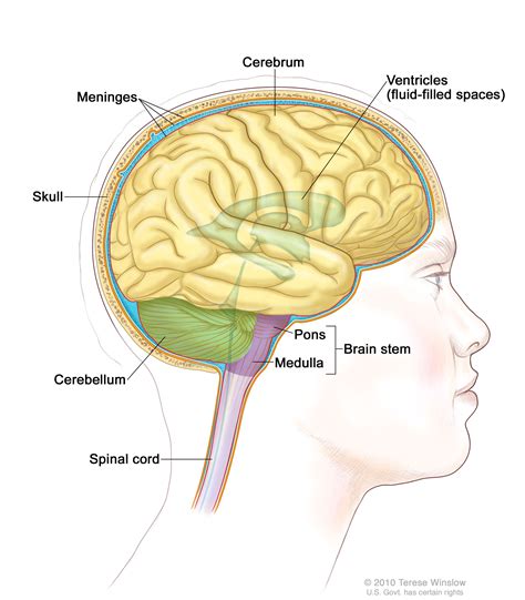 Cerebrum Brain