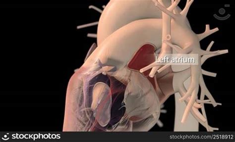 Human heart, realistic anatomy 3D illustration. Human heart, realistic anatomy — Stockphotos.com