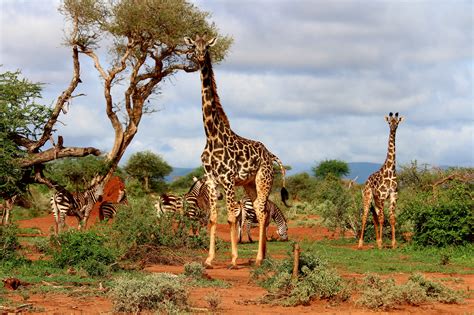 Giraffes on Safari Royalty-Free Stock Photo