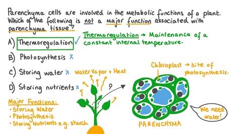 Structure Of Parenchyma Tissue