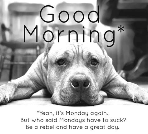 Pin on greetings | Monday humor, Monday morning motivation, Morning memes