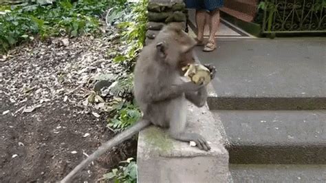 Animated Gif Monkey Eating Banana Gif