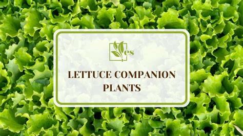 13 Lettuce Companion Plants: What Are Their Benefits? - Evergreen Seeds