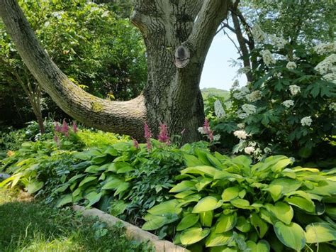 Gardening for shade: More than hostas