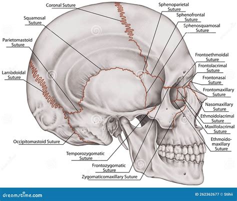 BOARD The Sutures Of Skull, Lateral View Royalty-Free Stock Photography | CartoonDealer.com ...