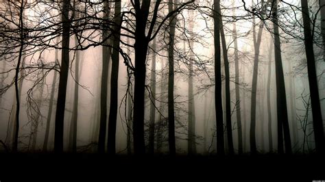 Dark Forest Wallpapers HD - Wallpaper Cave