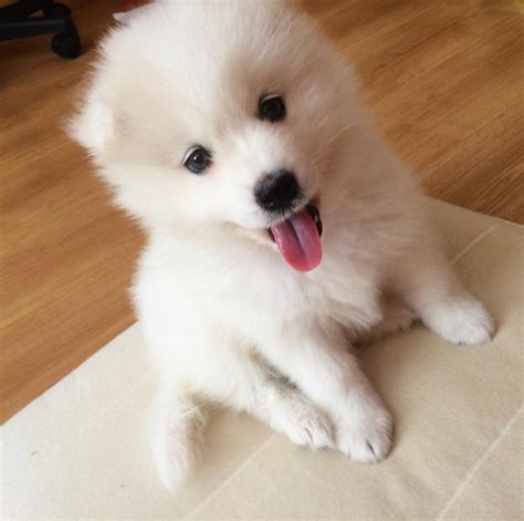 Samoyed Puppies For Sale | Peachtree Street Northwest, Atlanta, GA #250938