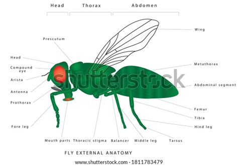 Anatomy Fly Morphology Fly Lateral View Stock Vector (Royalty Free) 1811783479 | Shutterstock