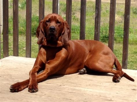 Redbone Coonhound Information - Dog Breeds at thepetowners