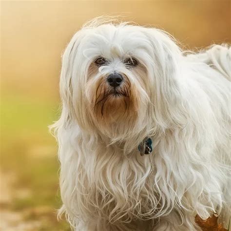 Havanese: Weight Charts, Life Expectancy, Size, and More