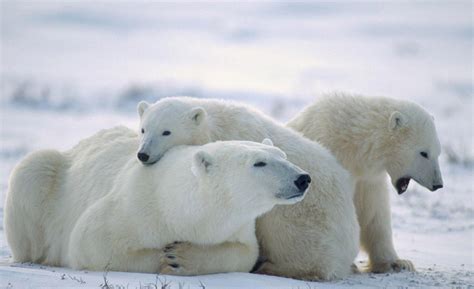 polar Bears, Animals, Baby Animals, Snow Wallpapers HD / Desktop and Mobile Backgrounds