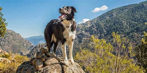 9 Best Hiking Dogs of All Sizes | Cadet Pet