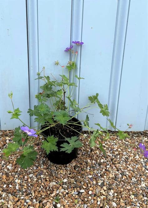 Hardy Geranium Rozanne Ground Cover - Hopes Grove Nurseries