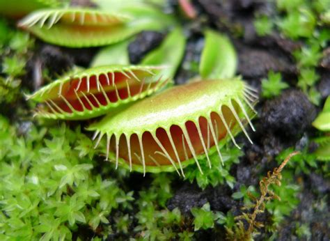 Sprout Home Plant Of The Week: Venus Flytrap | HuffPost Life