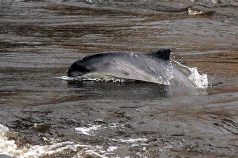 Harbour Porpoise | Irish Whale and Dolphin Group