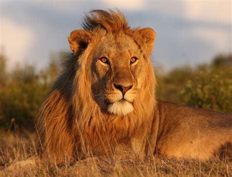 The Lion | Interesting Facts About King Of Jungle | Animals Lover