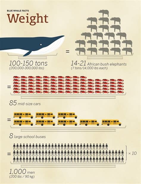 Blue Whale Size Comparison To Elephants