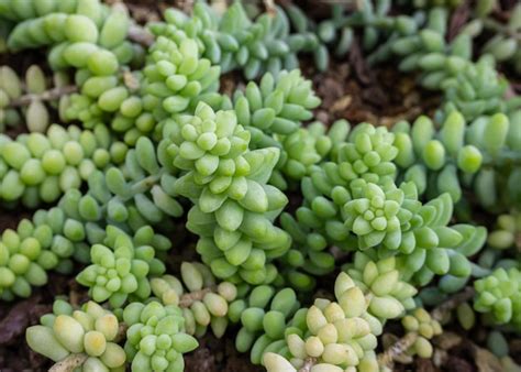 Premium Photo | A group of tropical cacti grows in a botanical garden