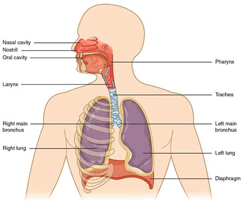 Diagram Of The Respiratory System And Functions