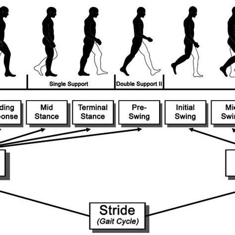 Gait Cycle phases and sub-phases according to [19]. | Download Scientific Diagram