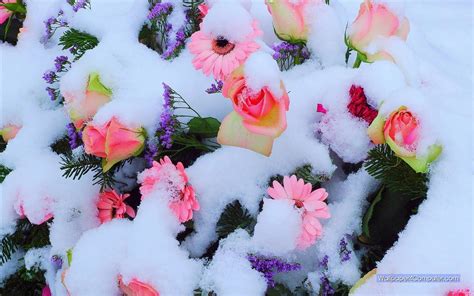 Flowers in Snow Wallpapers - Top Free Flowers in Snow Backgrounds - WallpaperAccess