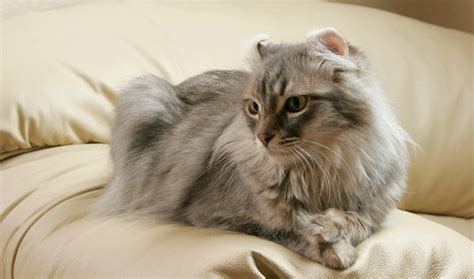 American Curl Cat Breed Information - Vetstreet | Vetstreet