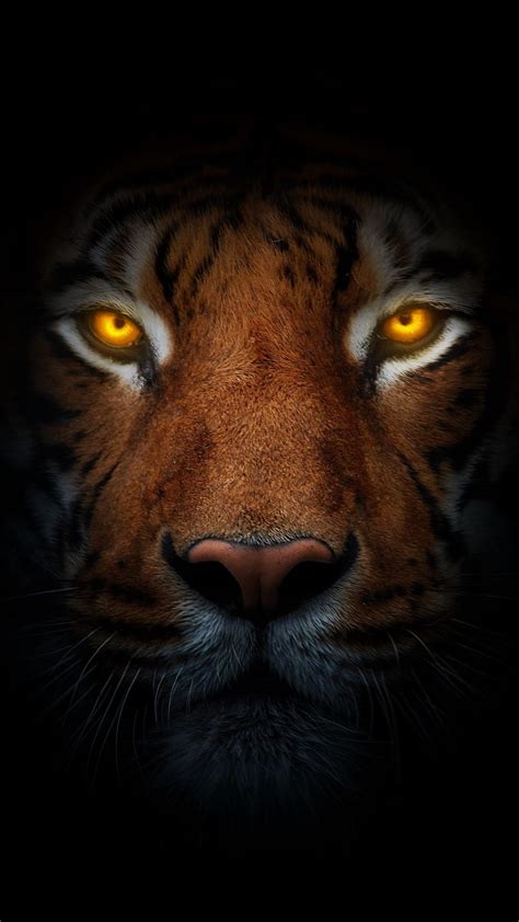 Eye of the tiger, tiger in the dark, animal, wild, orange eyes HD phone wallpaper | Pxfuel