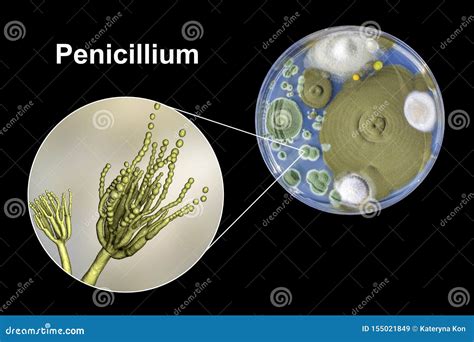 Penicillin Mold, In A Petri Dish And Under A Microscope Vector Illustration | CartoonDealer.com ...