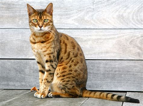 The 10 Largest Domesticated Cat Breeds