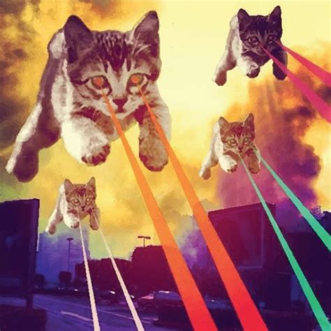 lazer cats | 2048