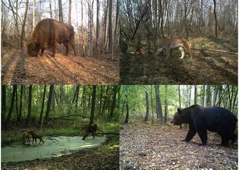 How Chernobyl became a wildlife refuge | CityMetric