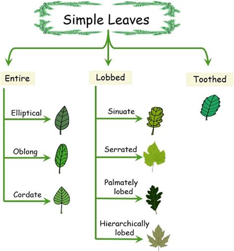 Difference Between Simple and Compound Leaves (with Comparison Chart) - Bio Differences