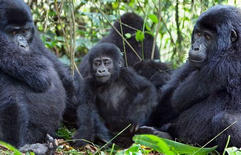 Mountain Gorilla Habitats in Uganda