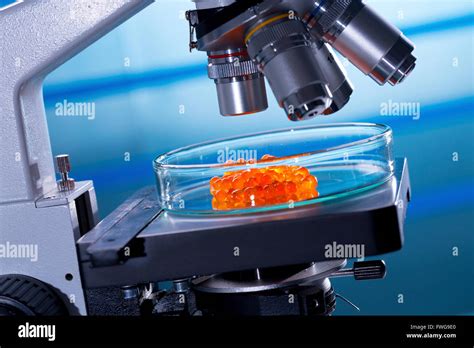 Medical microscope and petri dish Stock Photo - Alamy